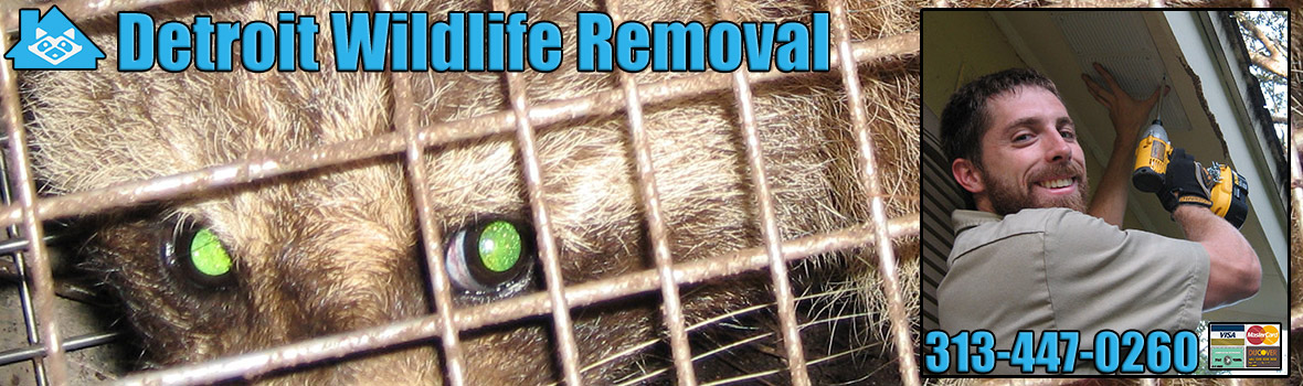 Detroit Wildlife and Animal Removal